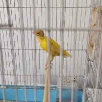 قناری ماده سوپر