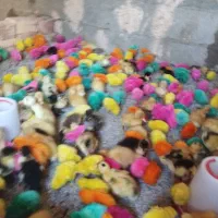 جوجه رنگی واردک و محلی