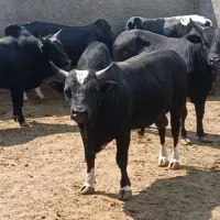 گوساله‌گیلک‌چاق‌‌سرک‌دار‌