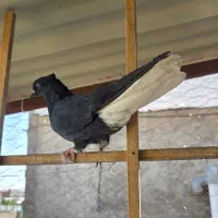 کبوتر پرشی