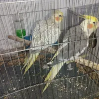 فروش یک جفت عروس هلندی