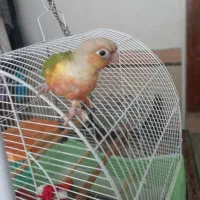 گرینچیک آناناسی دبل رد|پرنده|قم, نخودی|دیوار