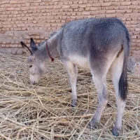 کره الاغ|حیوانات مزرعه|نیشابور, شهرکهنه|دیوار