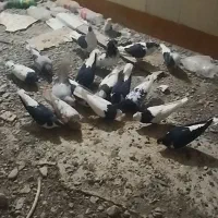 20 عدد کفتر رنگه ساده کله طوقی سینه