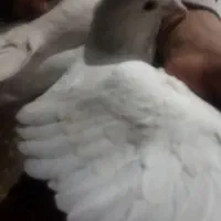 کبوتر المانی