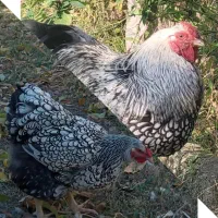 جوجه ویاندوت ایام سمانی برهما لهستانی مرغ وخروس|حیوانات مزرعه|رشت, لاکان|دیوار