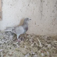 سه تا کفتر نر|پرنده|سیمکان, |دیوار