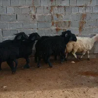 بره نر قره قزل