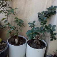 تعدادی گل طبیعی