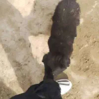 واگذاری توله