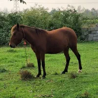 فروش مادیان ارام وخاموش|اسب و تجهیزات اسب‌سواری|لاهیجان, بازکیاگوراب|دیوار