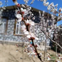 اجاره خانه باغ