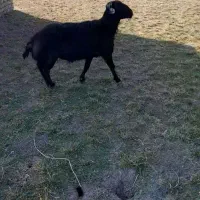 میش آبستن|حیوانات مزرعه|کنگاور, |دیوار