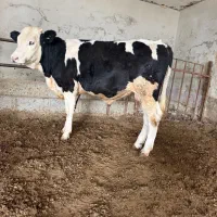 گوساله پای پروار