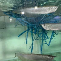 انواع لوازم آکواریوم و ماهیهای زینتی کاسپین