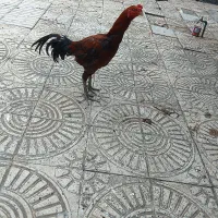 خروس لاری و مرغ طبیعی