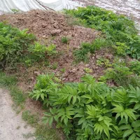 کود حیوانی