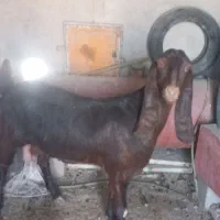 فروش کاموری آبست