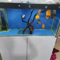 آکواریوم دیسکس