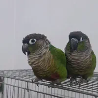 یک جفت طوطی مولد گرینچیک سخن گو