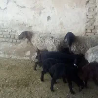 تعداد ۶راس میش و ۸تا بره|حیوانات مزرعه|ورامین, ورامین|دیوار