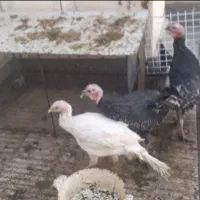 بوقلمون نروماده