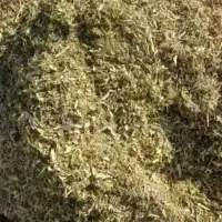 کاه لوبیا چیتی