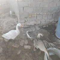 اهواز سراه خرمشهر گنبوعه بزرگ روستای ملیحه سیدحسن