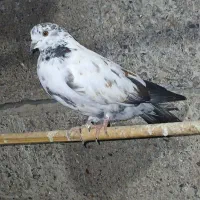 کبوتر|پرنده|آستانه اشرفیه, |دیوار