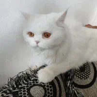 فروش گربه پرشین