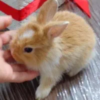 بچه خرگوش اهلی و خانگی