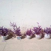 گل برگ بیدی بنفش|گل و گیاه طبیعی|تهران, آشتیانی|دیوار