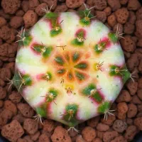 تولید و فروش ژمینوهای کلکسیونی