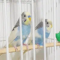 مرغ عشق|پرنده|پاکدشت, پاکدشت (مامازند)|دیوار