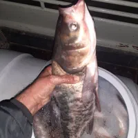 فروش ماهی زنده