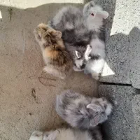 بچه خرگوش لوپ