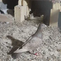 کبوتر سرو ماده|پرنده|شیراز, ارم|دیوار