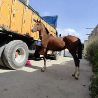 کره اسب نریون|اسب و تجهیزات اسبسواری|همدان, |دیوار