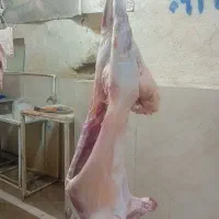 خریدو فروش دام طیور|حیوانات مزرعه|تهران, امام زاده عبدالله|دیوار