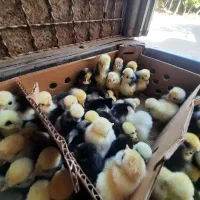 فروش عمده تخم نطفه دار تنوع بالا