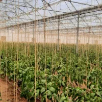 فروش معاوضه گلخانه ۵۵۰۰متر نوساز فول امکانات