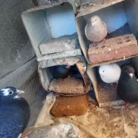 کبوتر|پرنده|بافت, |دیوار