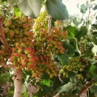 تناژ 30درصدی و کیفیت بالا میخوای شمار تو بزار
