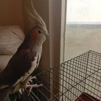 عروس هلندی ماده