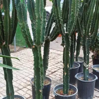 حراج افوربیا در مشهد