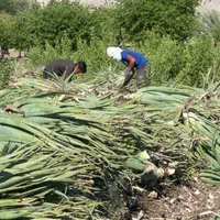 نشا و  برگ آلوئه ورا|گل و گیاه طبیعی|شیراز, شاهچراغ|دیوار