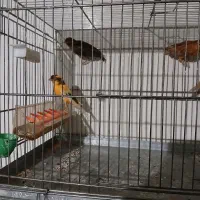 قناری  سهره خاکی|پرنده|اصفهان, شهشهان|دیوار