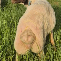 قوچ|حیوانات مزرعه|کرمانشاه, |دیوار