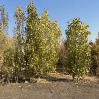 قطعه زمین ۳۰۰متری فیروزبهرام (شهاب شهر)