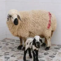 میش وبره